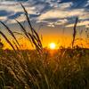 Sunset over a field